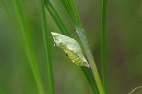 LAQn匂ɃRo`