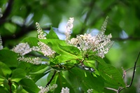 Eủ