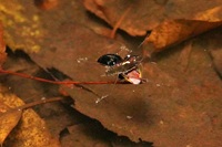 GTLLcmJVɏW܂QSEƃA{