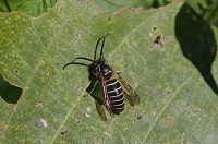 クロスズメバチのオス