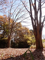 落葉進むケヤキ