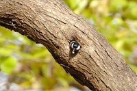 虫をくわえたシジュウカラ