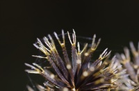 コセンダングサ