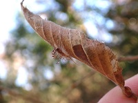 リンゴコブガの幼虫
