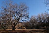 �W��16�Ԃ̑����̕��i