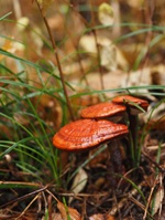 �}���l���^�P