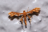 �V���z�V�g���o