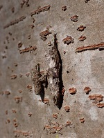 シロスジシマコヤガ?の繭とクロツヤミノガのみの