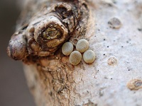 �N���R�̗�