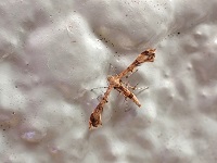 �R�u�h�E�g���o