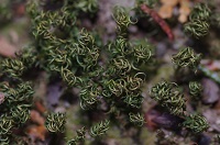 �R�X�M�S�P