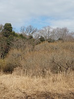 ���n�ɏt�̂������E���i�M�̉�