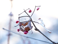 �K�}�Y�~�̎�