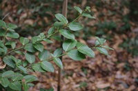 �c���}�T�L