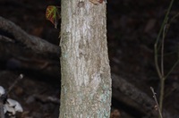 �T���t�^�M�̎���