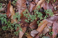 �J�H���̂����W���{�E�G���S�T�N