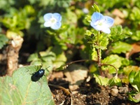 �R�K�^�����n���V�ƃI�I�C�k�m�t�O��