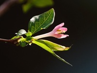 �E�O�C�X�J�O��