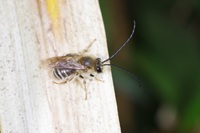 �V���X�W�q�Q�i�K�n�i�o�`