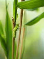 ウスタビガの中齢幼虫