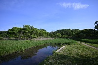 湿地