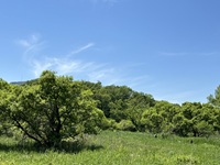 湿地と夏空