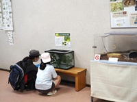 ナナフシモドキのオス(館内展示)