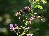 ���}�n�M�Ƀ_�C�~���E�Z�Z��