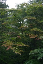 ミズキの紅葉