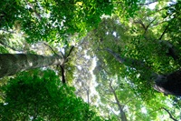 常緑樹の林