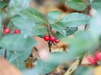 ��Ꭹ�R���񂳂�