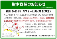 ナラ枯れ伐採告表示